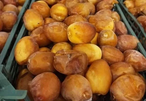 خرید خرما برحی + معرفی کارخانه تولید و عرضه پخش