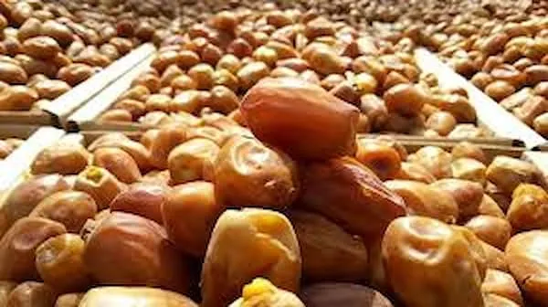 قیمت خرید خرما زاهدی عمده + راهنمای استفاده